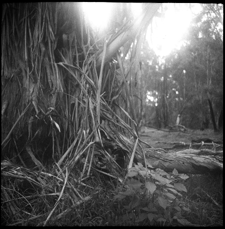 A tree covered in loose bark test photograph on a Voigtlander Brilliant A tree covered in loose bark test photograph on a Voigtlander Brilliant