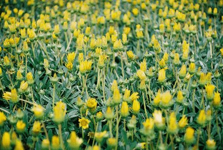 Yashica Ic Lynx 5000E camera test image, a sea of yellow flowers all closed up on a dark dull day Yashica Ic Lynx 5000E camera test image, a sea of yellow flowers all closed up on a dark dull day