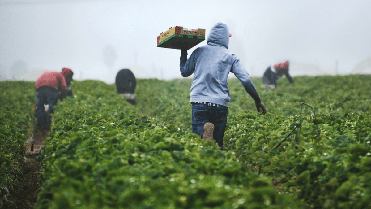 Men working in a fruit field Men working in a fruit field