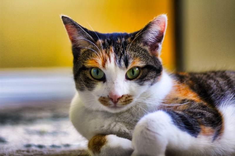 There Is Something In My Cat S Eye