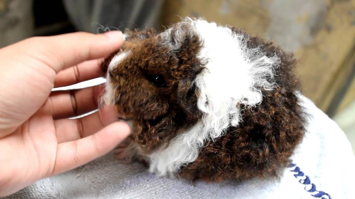 texel guinea pig pigs
