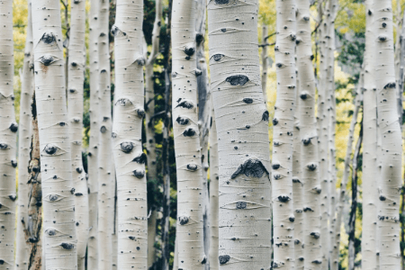 Bain de forêt - ENVISPORT Bain de forêt - ENVISPORT