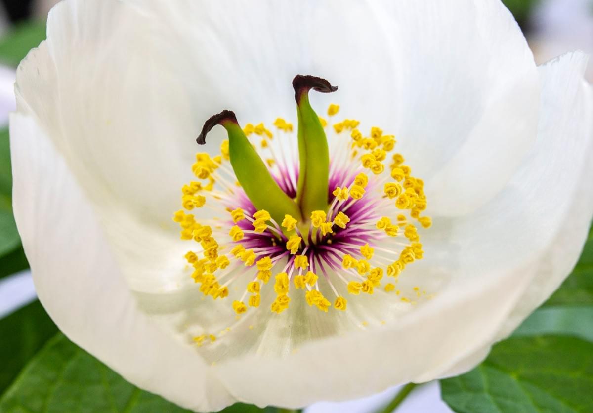 A woodland peony sanyaso A woodland peony sanyaso