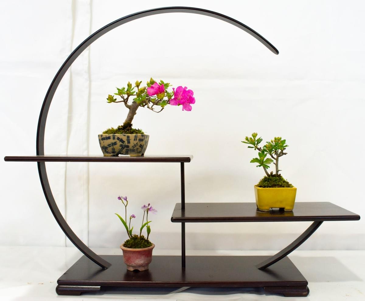 Shohin bonsai Shohin bonsai