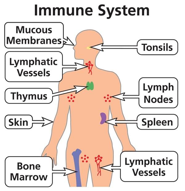 the immune system the immune system