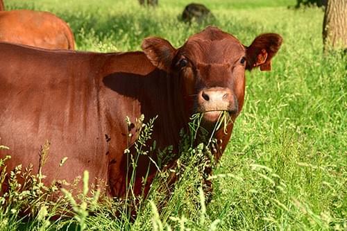 Joel Salatin stands for sustainable animal breeding Joel Salatin stands for sustainable animal breeding