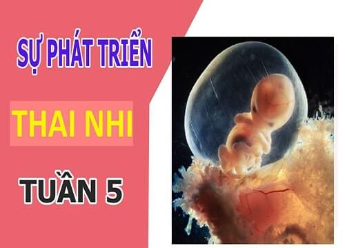 mang thai tuần 5 mang thai tuần 5