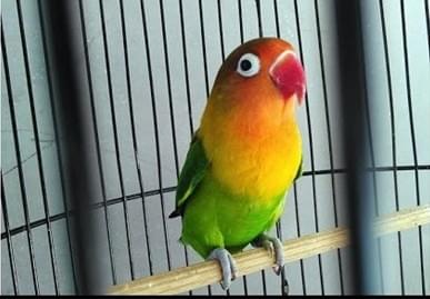 16++ Burung lovebird terbaru