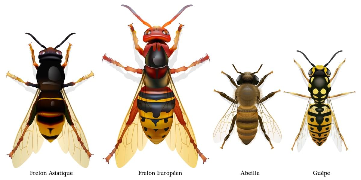 Comment différencier une guêpe d'un frelon ou d'une abeille ? Comment différencier une guêpe d'un frelon ou d'une abeille ?