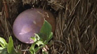 Egg 1 Egg 1