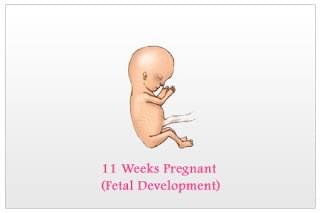 hình ảnh thai nhi 11 tuần tuổi hình ảnh thai nhi 11 tuần tuổi