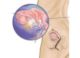 sự phát triển của thai nhi 12 tuần tuổi sự phát triển của thai nhi 12 tuần tuổi