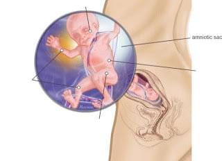 sự phát triển của thai nhi 16 tuần tuổi sự phát triển của thai nhi 16 tuần tuổi