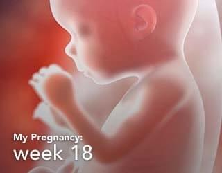 hình ảnh thai nhi 18 tuần tuổi hình ảnh thai nhi 18 tuần tuổi
