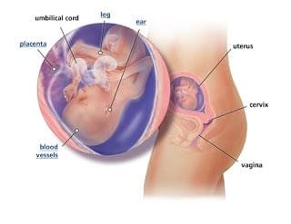 sự phát triển của thai nhi 18 tuần tuổi sự phát triển của thai nhi 18 tuần tuổi