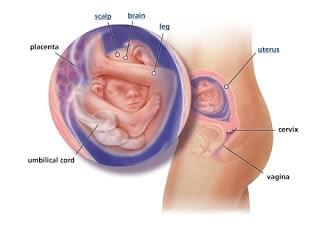 sự phát triển của thai nhi 19 tuần tuổi sự phát triển của thai nhi 19 tuần tuổi