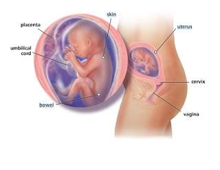 hình ảnh siêu âm thai nhi 20 tuần hình ảnh siêu âm thai nhi 20 tuần