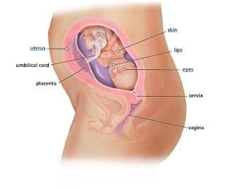sự phát triển của thai nhi 22 tuần tuổi sự phát triển của thai nhi 22 tuần tuổi