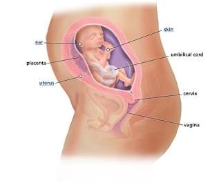 hình ảnh siêu âm của thai nhi 23 tuần hình ảnh siêu âm của thai nhi 23 tuần