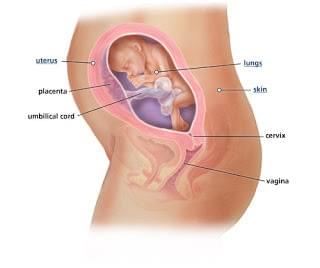 kích thước thai 24 tuần kích thước thai 24 tuần