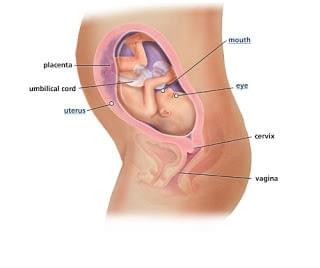 sự phát triển của thai nhi trong bụng mẹ sự phát triển của thai nhi trong bụng mẹ