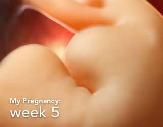 thai nhi 5 tuần tuổi thai nhi 5 tuần tuổi