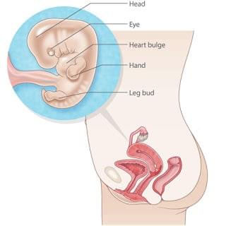thai nhi 8 tuần tuổi thai nhi 8 tuần tuổi