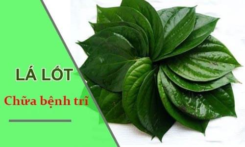 chữa trĩ bằng lá lốt chữa trĩ bằng lá lốt