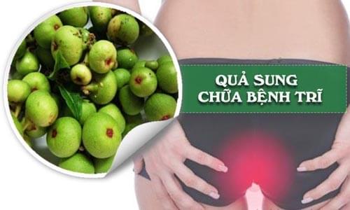 chữa bệnh trĩ bằng quả sung chữa bệnh trĩ bằng quả sung
