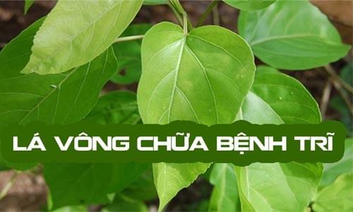 chữa bệnh trĩ bằng lá vông chữa bệnh trĩ bằng lá vông