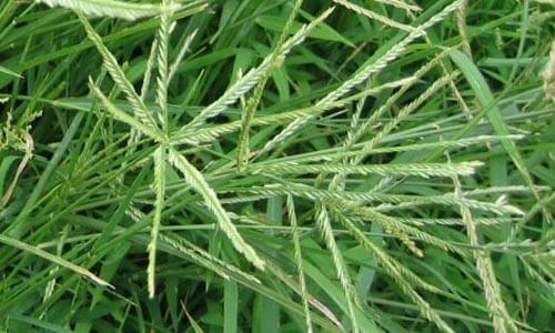 cỏ mần trầu điều trị bệnh trĩ cỏ mần trầu điều trị bệnh trĩ
