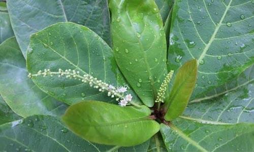 Chữa bệnh trĩ bằng lá bàng Chữa bệnh trĩ bằng lá bàng