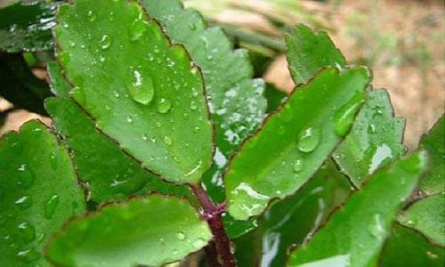 chữa bệnh trĩ bằng cây lá bỏng chữa bệnh trĩ bằng cây lá bỏng
