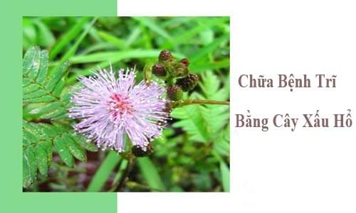 Chữa bệnh trĩ bằng cây xấu hổ Chữa bệnh trĩ bằng cây xấu hổ