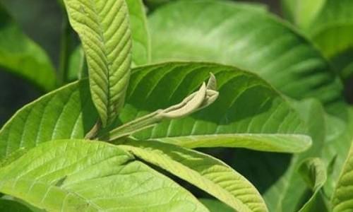 chữa bệnh trĩ bằng lá ổi chữa bệnh trĩ bằng lá ổi