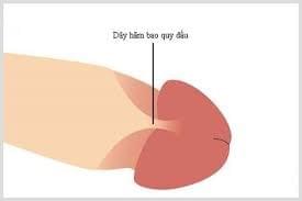 Cắt dây hãm bao quy đầu có sao không Cắt dây hãm bao quy đầu có sao không