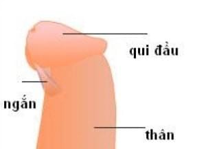 Dây hãm bao quy đầu ngắn phải làm sao Dây hãm bao quy đầu ngắn phải làm sao