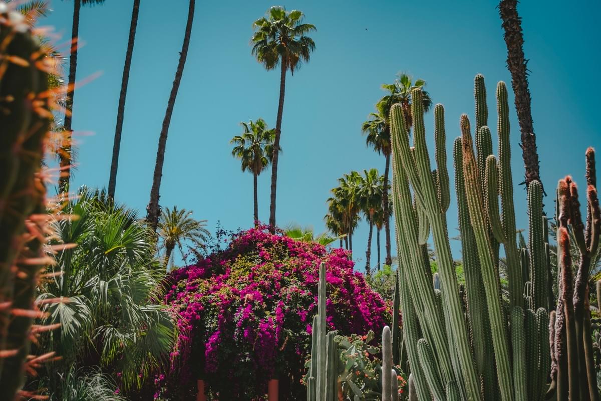 Les Jardins Majorelle Les Jardins Majorelle
