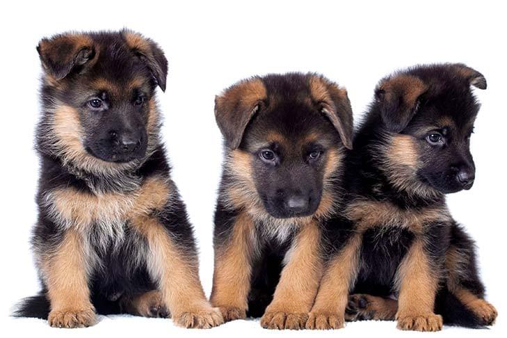 german shepherd puppy raw diet plan