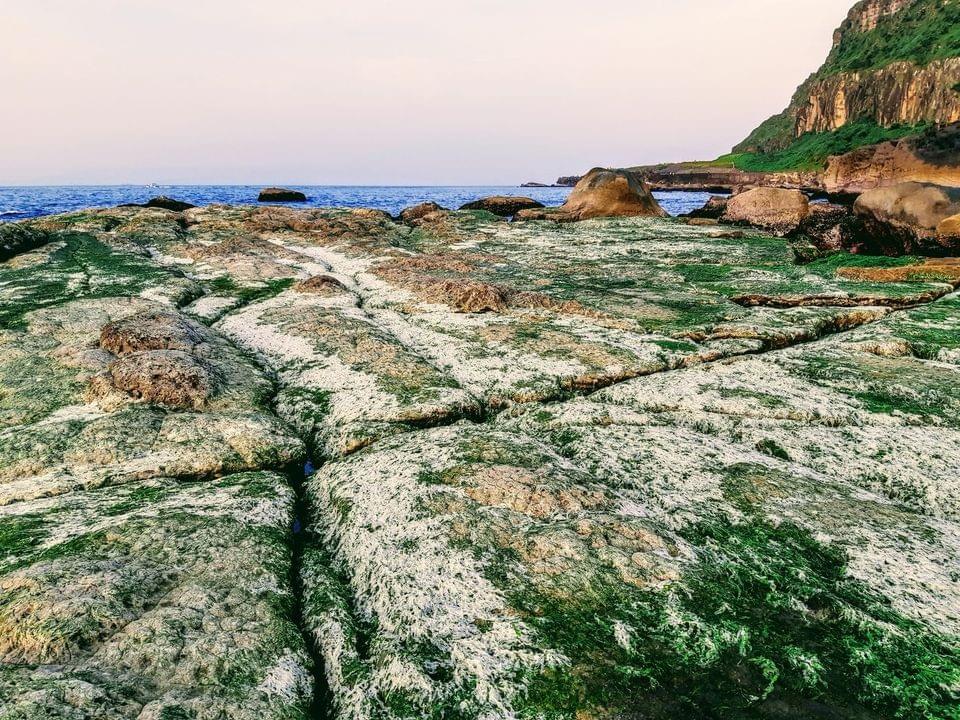 廣大的海藻床。 廣大的海藻床。