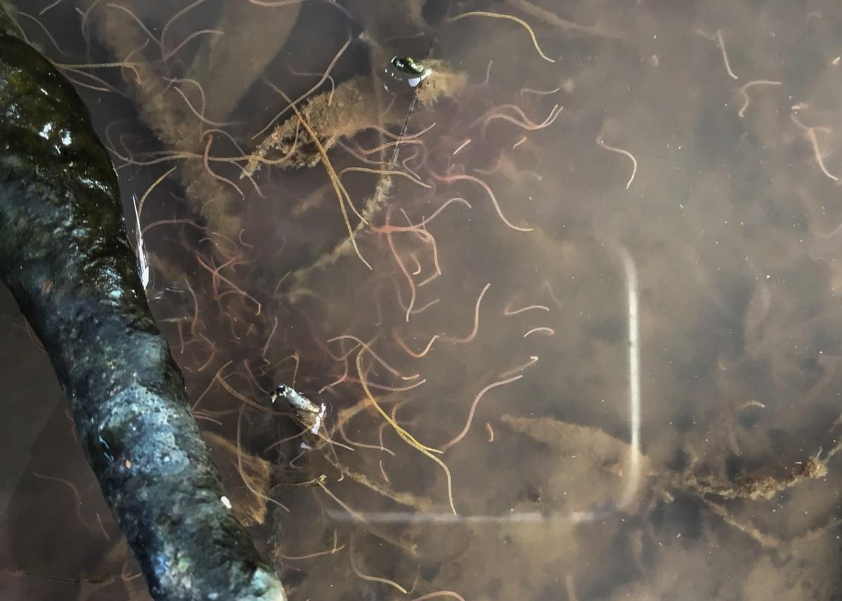 離我幾尺遠的小水池裡有滿滿的白色蟲,是我在電視Discovery頻道看過的蛔蟲!(圖片來源:作者提供) 離我幾尺遠的小水池裡有滿滿的白色蟲,是我在電視Discovery頻道看過的蛔蟲!(圖片來源:作者提供)