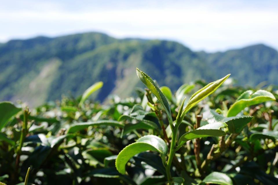 杉林溪茶園,我們在滿山翠綠的茶樹下設茶席,同桌飲茶。(圖片來源:作者提供) 杉林溪茶園,我們在滿山翠綠的茶樹下設茶席,同桌飲茶。(圖片來源:作者提供)