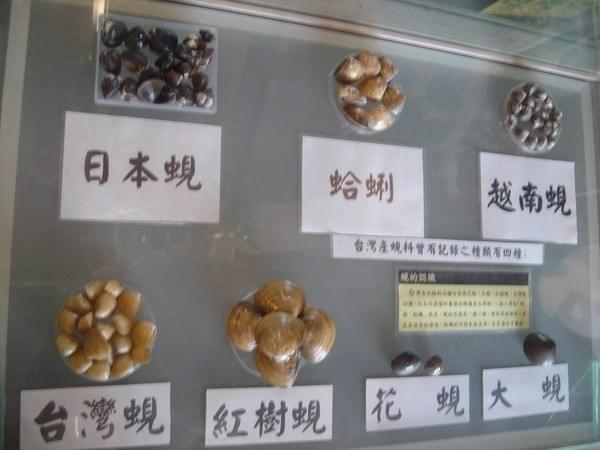 立川漁場展示不同的的蜆類。(照片來源/作者提供) 立川漁場展示不同的的蜆類。(照片來源/作者提供)
