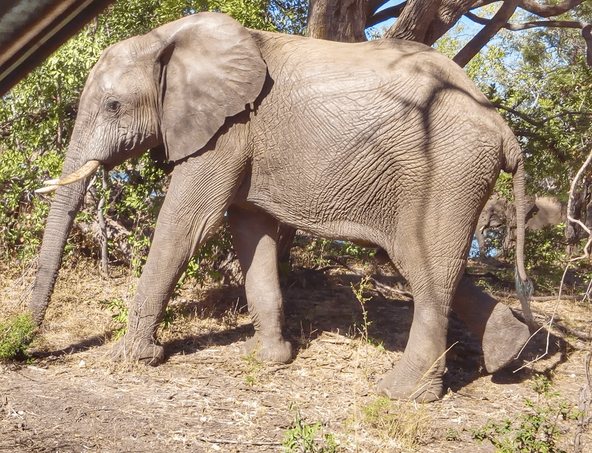 African Elephant in the Mosi oa Tunya National Park. Mosi oa Tunya National Park, Livingstone Activities, Victoria Falls Activities African Elephant in the Mosi oa Tunya National Park. Mosi oa Tunya National Park, Livingstone Activities, Victoria Falls Activities