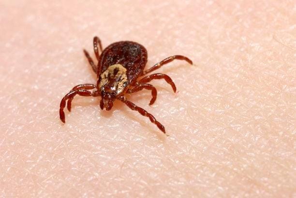 Les tiques ne sont pas des insectes car elles ont plus de six pattes. Leurs tailles est extrêmement variables en fonction du repas sanguin. Les tiques ne sont pas des insectes car elles ont plus de six pattes. Leurs tailles est extrêmement variables en fonction du repas sanguin.