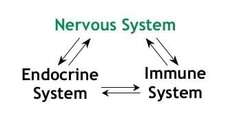 Nervous system chiopractic best chiropractor feel better #1 Chiropractor Endocrine system immune system nervous system coronavirus Nervous system chiopractic best chiropractor feel better #1 Chiropractor Endocrine system immune system nervous system coronavirus