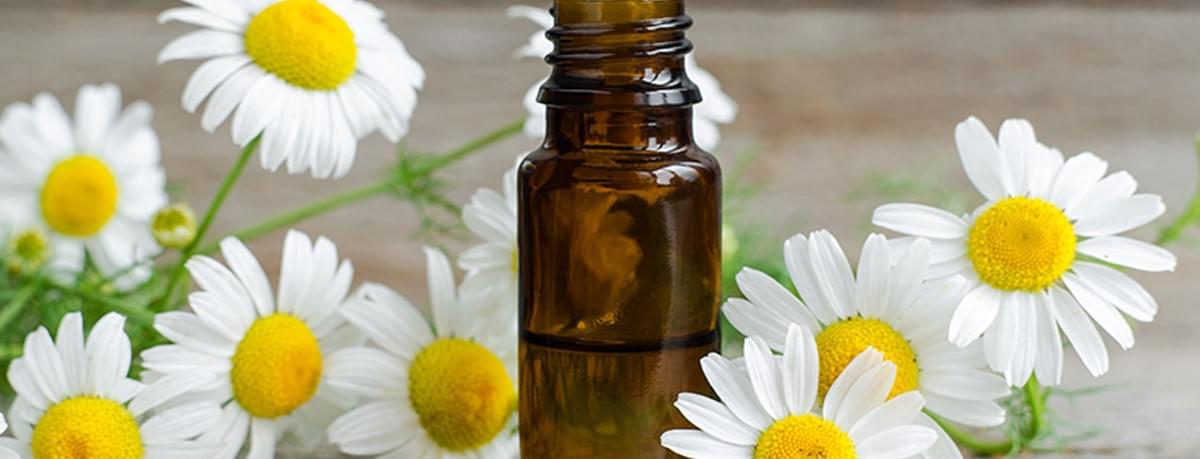 Chamomile Chamomile