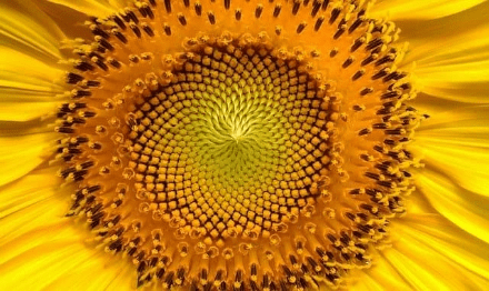 tournesol tournesol