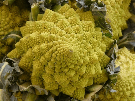 chou romanesco chou romanesco