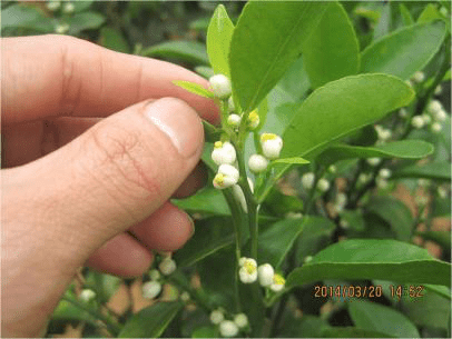 greencare liquid fertilizer greencare liquid fertilizer